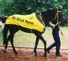 MyBlackHorse15_795.jpg (74530 bytes)