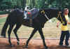 MyBlackHorse28_660.jpg (40274 bytes)