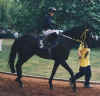 MyBlackHorse32_660.jpg (43625 bytes)